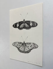 Doris Longwing & Gulf Fritillary Butterfly