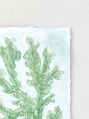 Green Seaweed No. 1