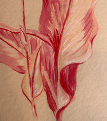 Cana Lily