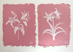 Ornamental Lily