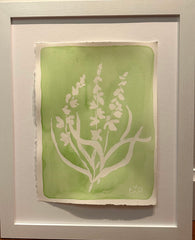 Gladiolus