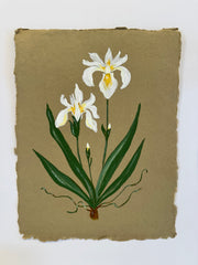 White Bearded Iris