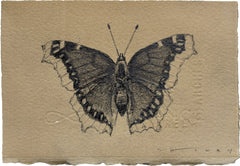 Mourning Cloak Butterfly