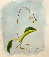Orchid Study - Bud