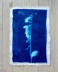 Bellflowers