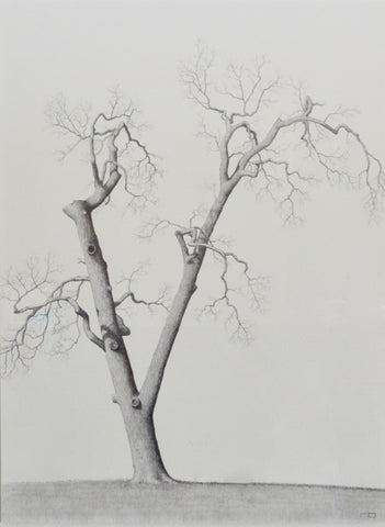 Hunting Island Tree II