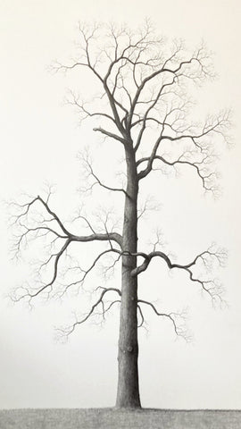 Shelby Park II (Psalm 40/17)