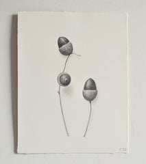 Acorn Study 5