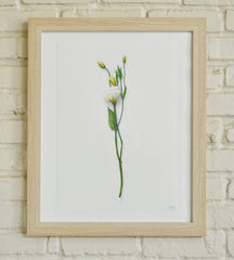 White Flower Study 1