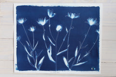 Shasta Daisies