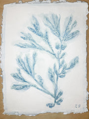 Blue Sea Kelp No. 3