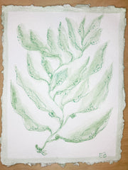 Green Sea Kelp No. 2