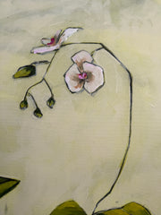 Orchid Study