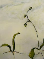 Orchid Study