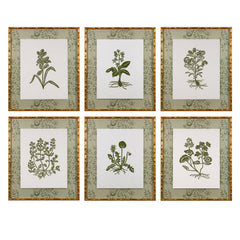 Botanical 54