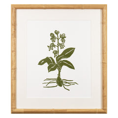 Botanical 62
