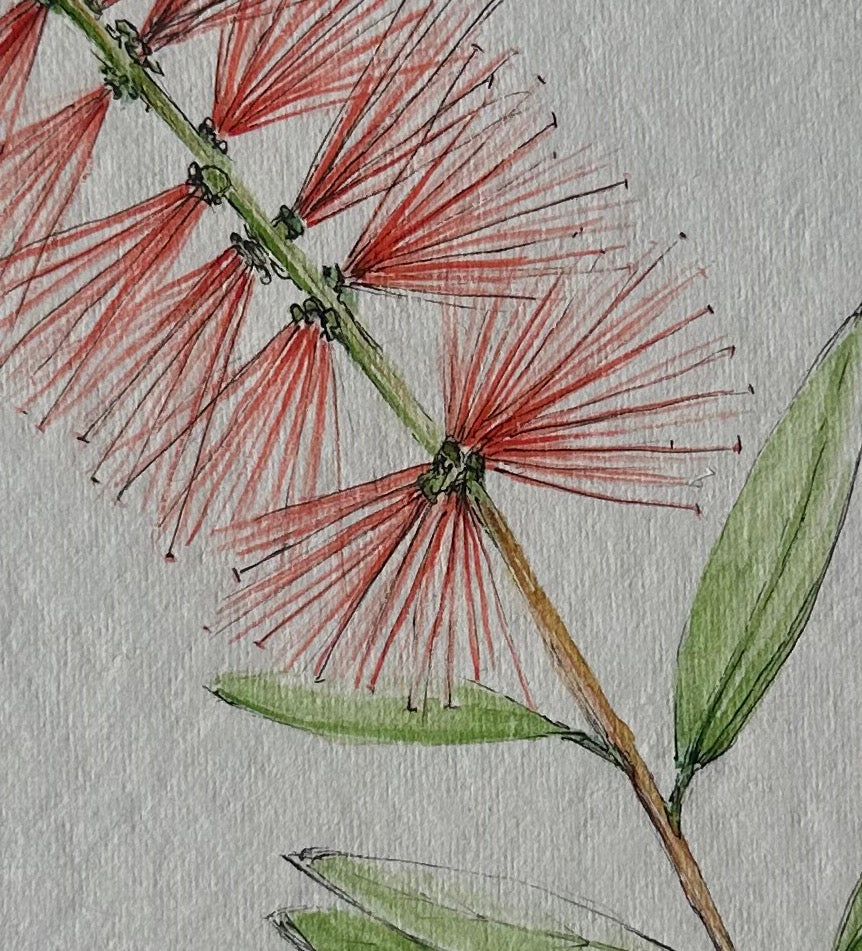 Melaleuca Citrina