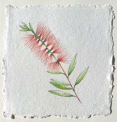 Melaleuca Citrina