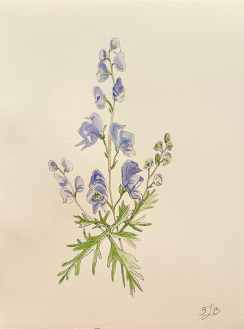 Monkshood Melody