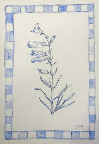 Penstemon