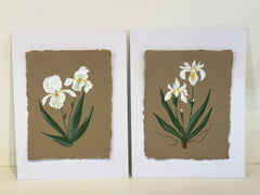 White Bearded Iris
