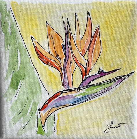 Bird of Paradise