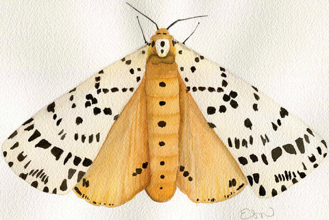 Moth