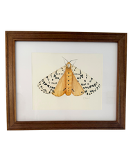 Moth