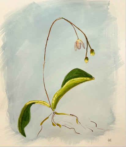 Orchid Study - Bud