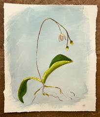 Orchid Study - Bud