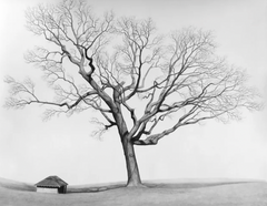 Sewanee Tree - Limited Edition Print