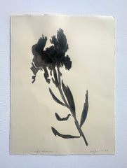 Sedum Shadow