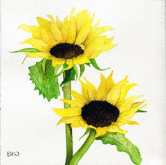 Sunflowers