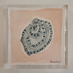 Original Seashell 28