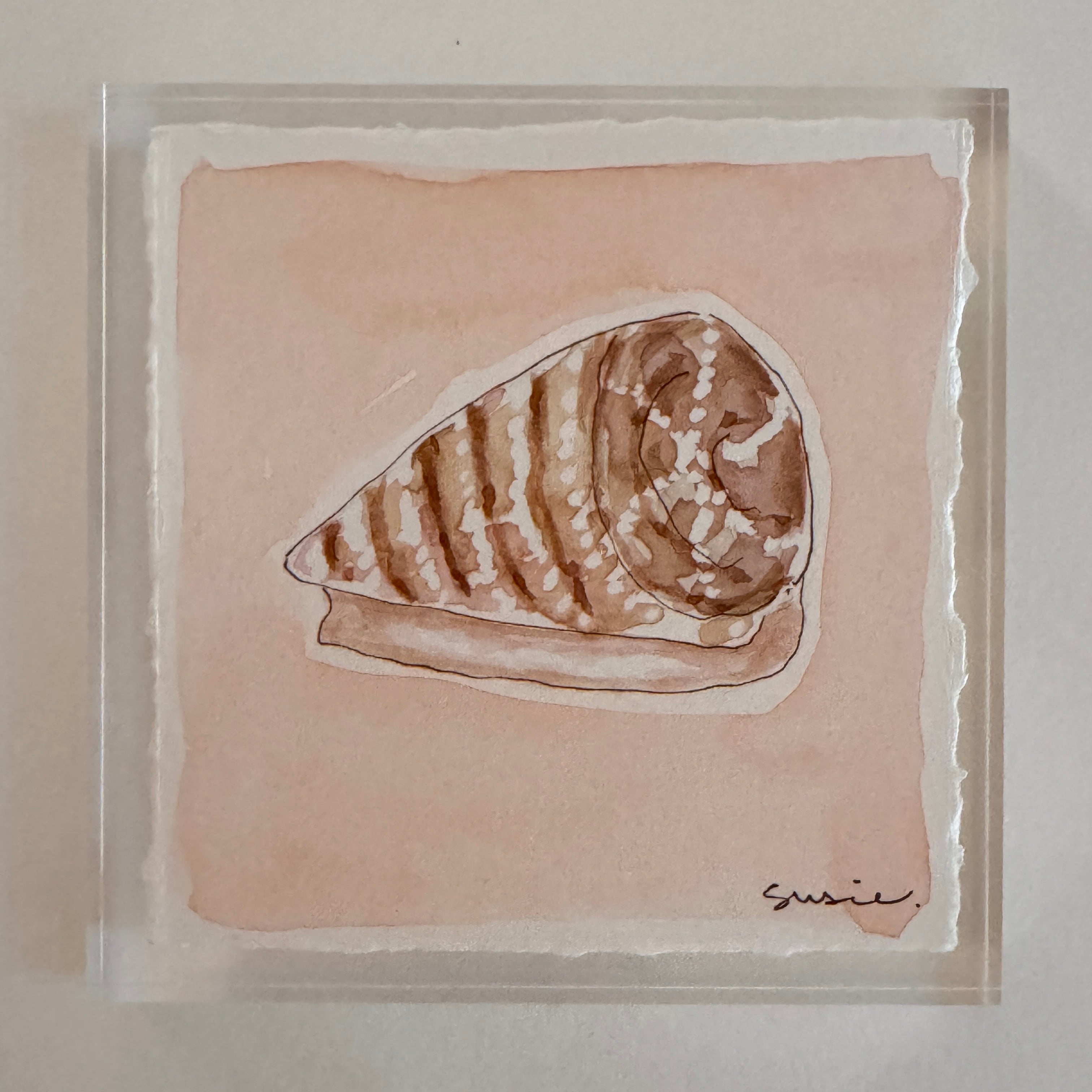 Original Seashell 3