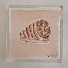 Original Seashell 3