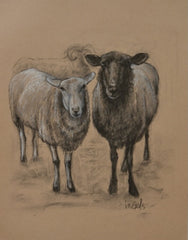 In the Barn Sheep Study