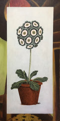 Auricula