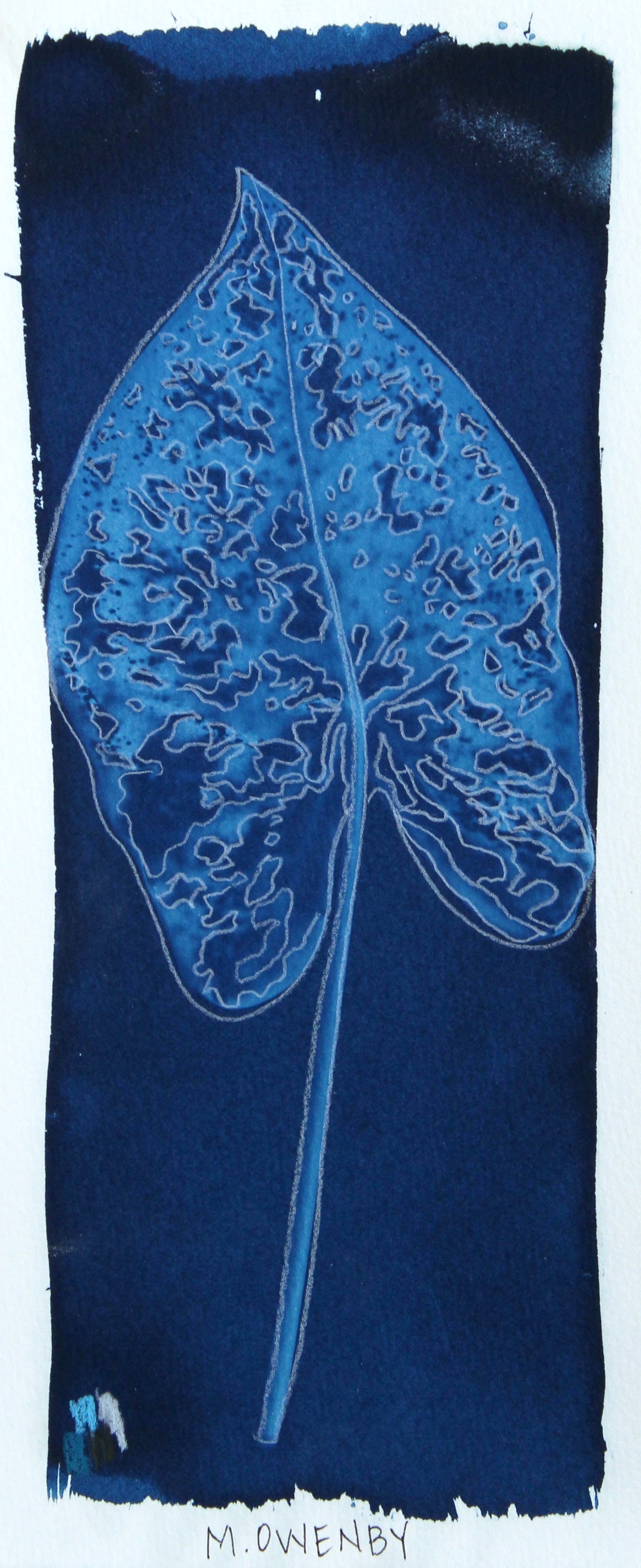 Caladium 5