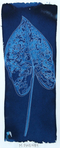 Caladium 5