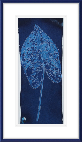 Caladium 5