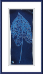 Caladium 5
