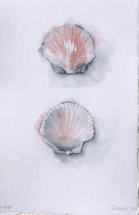 Scallop - Pink