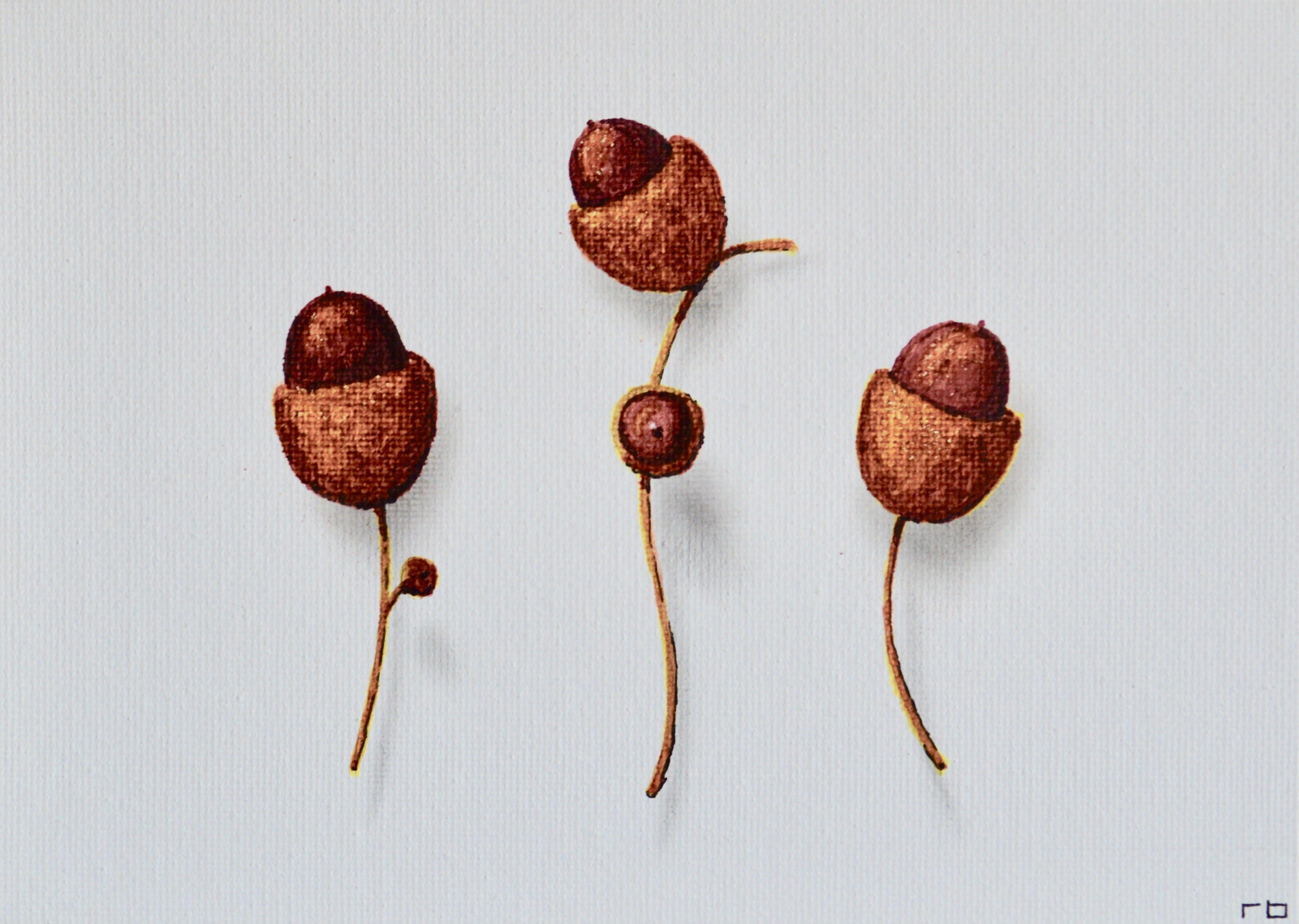 Acorns 1