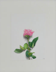 Rose Study