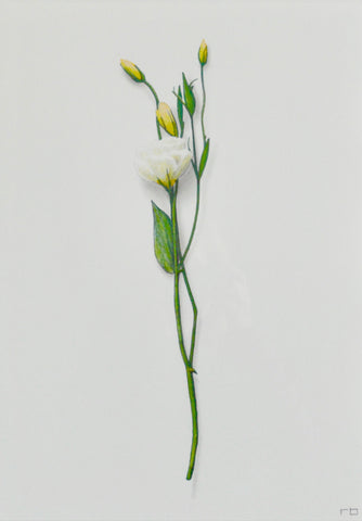White Flower Study 1