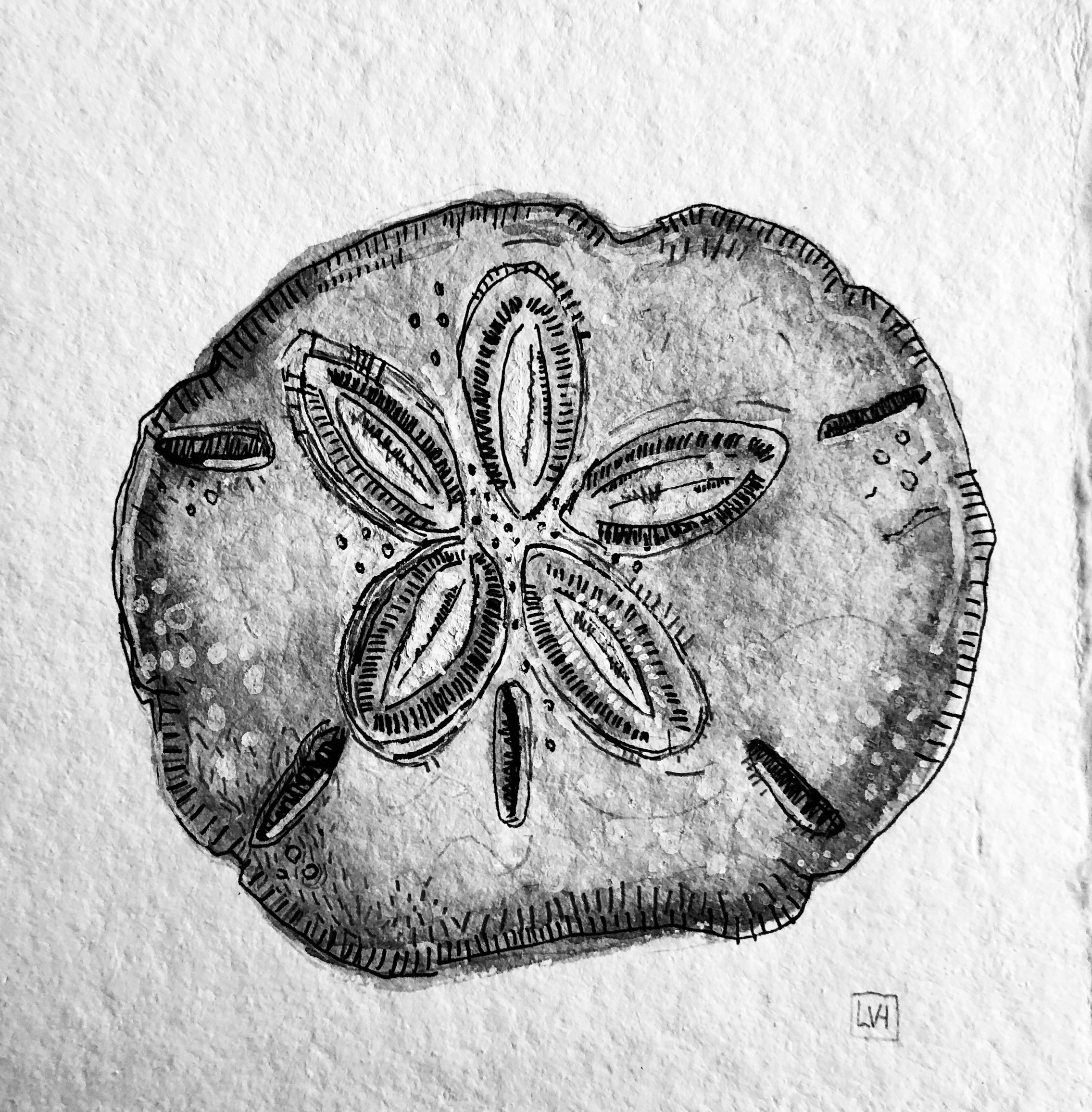 Sand Dollar