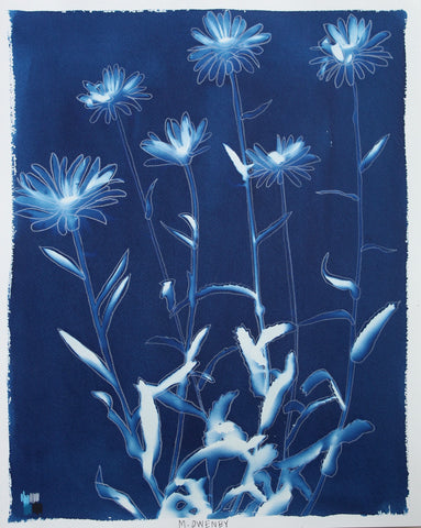 Shasta Daisies