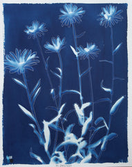 Shasta Daisies
