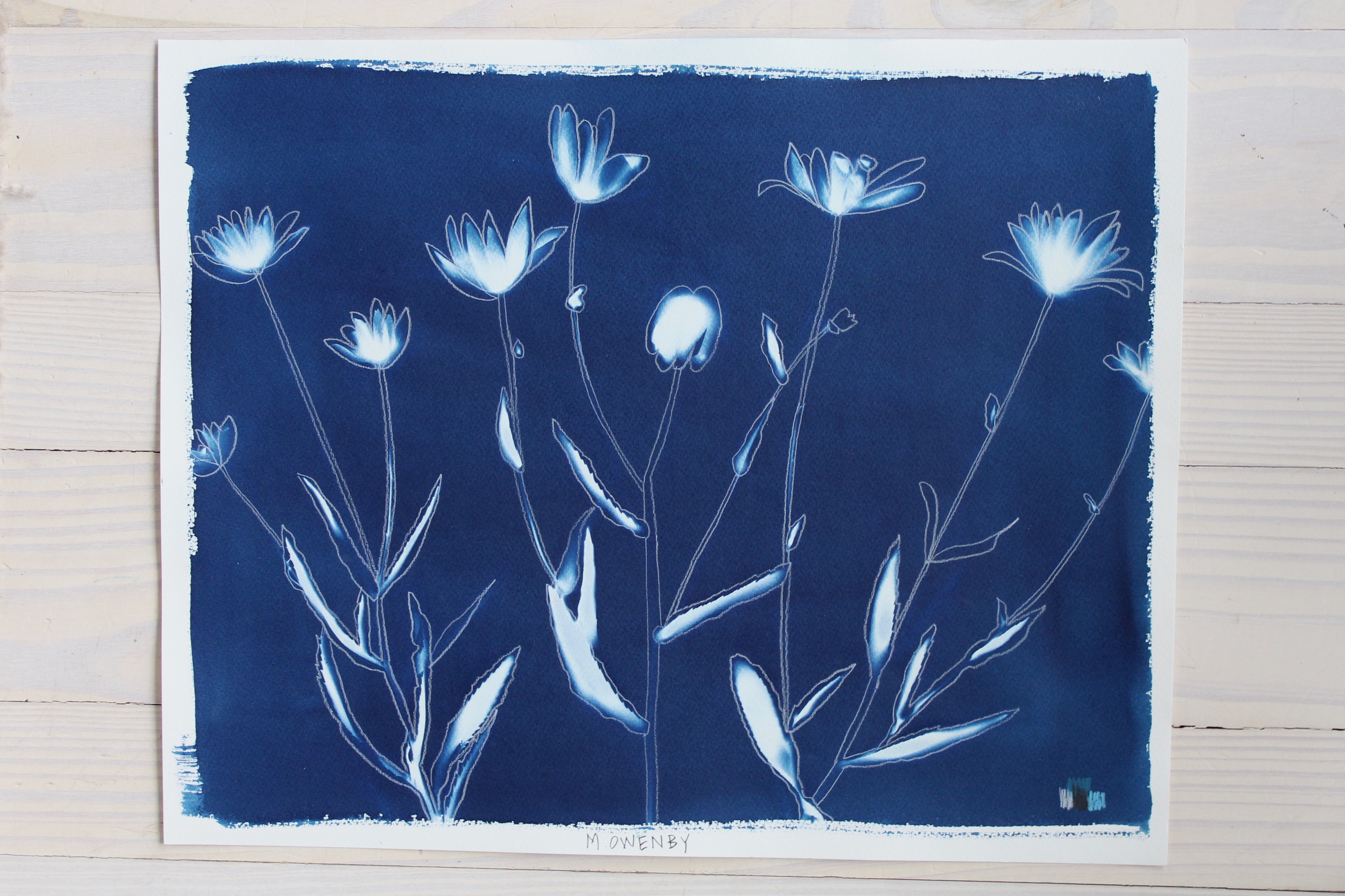 Shasta Daisies